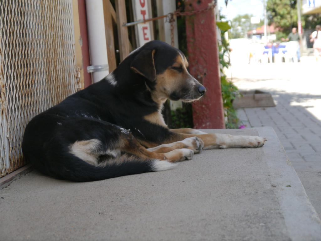 san ignacio dogs